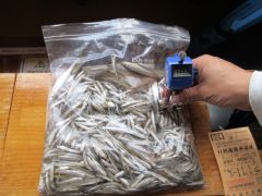 2025.11.12 (水) わかさぎの釣果