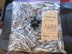 2025.11.21 (金) わかさぎの釣果