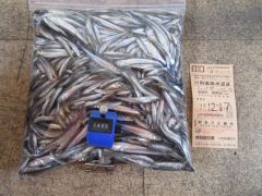 2025.12.17 (水) わかさぎの釣果